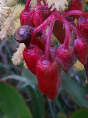 Cotyledon orbiculata