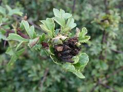 Dasineura crataegi