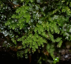 Pohlia cruda