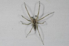 Allagelena gracilens