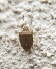 Peribalus strictus vernalis