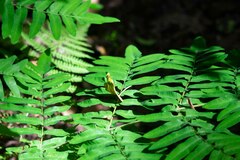 Osmunda regalis