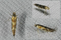 Argyresthia goedartella