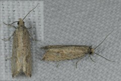 Bactra