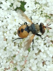 Gymnosoma rotundatum