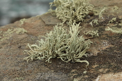Ramalina