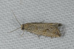 Bactra