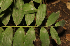 Polygonatum × hybridum
