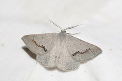 Nearcha dasyzona