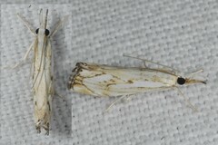 Catoptria falsella