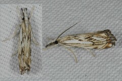 Catoptria falsella