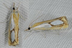 Catoptria pinella