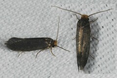 Cephimallota crassiflavella