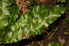 Asplenium scolopendrium