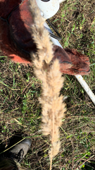 Calamagrostis epigejos