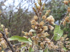 Brachylaena discolor
