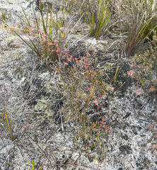 Drosera pallida