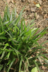 Iris foetidissima