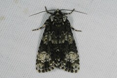 Craniophora ligustri