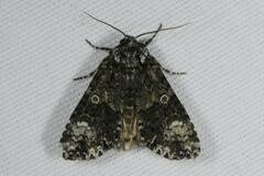 Craniophora ligustri