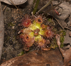 Drosera pulchella