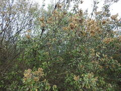 Brachylaena discolor