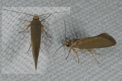 Crassa unitella