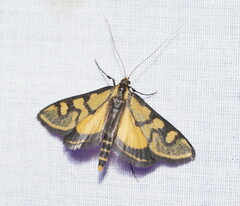 Metallarcha tetraplaca