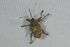 Curculio elephas