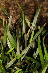 Iris foetidissima