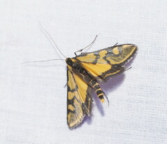Metallarcha tetraplaca