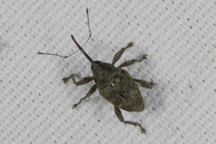 Curculio glandium