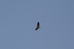 Elanus caeruleus caeruleus