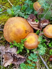 Inocybe dulcamara