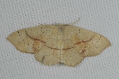 Cyclophora punctaria