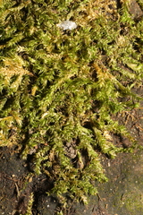 Bryophyta