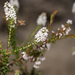 Leucopogon glabellus - Photo (c) Keith Martin-Smith, some rights reserved (CC BY-NC-SA), uploaded by Keith Martin-Smith