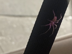 Cheiracanthium mildei