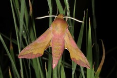 Deilephila porcellus