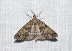 Lipogya exprimataria