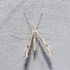 Platyptilia celidotus