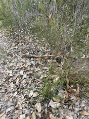 Johnsonia lupulina