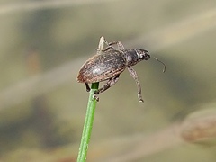 Brachyderes lusitanicus