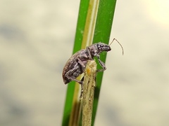Brachyderes lusitanicus