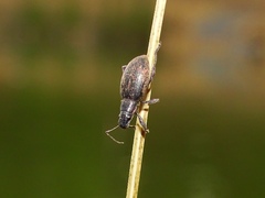 Brachyderes lusitanicus