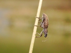 Brachyderes lusitanicus
