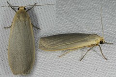Eilema griseola