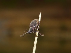 Brachyderes lusitanicus