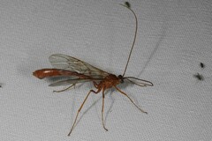 Enicospilus