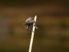 Brachyderes lusitanicus
